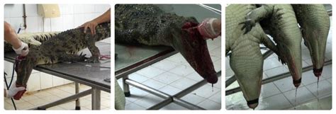 louis vuitton crocodile skinned alive fact check|The Lies Would Be Laughable if the Truth Weren’t So Painful.